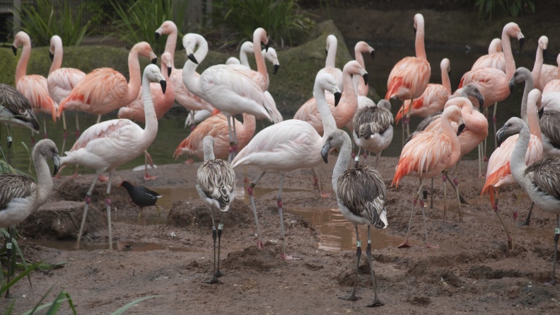 320-9800 Safari Park - Chilean Flamingos.jpg
